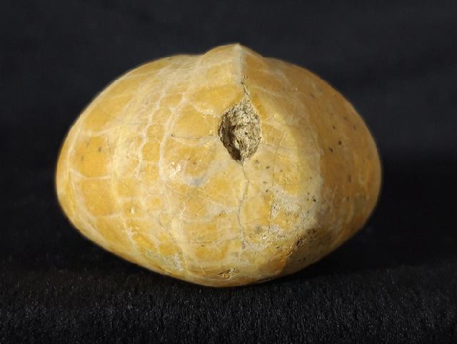 Plesiaster tranghayensis (LAMBERT 1936) - Bild &copy; FossNet FossilienStore